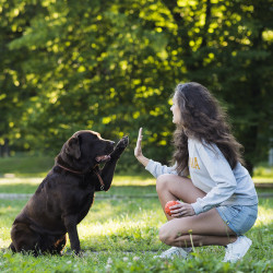 Pension canine à Rennes